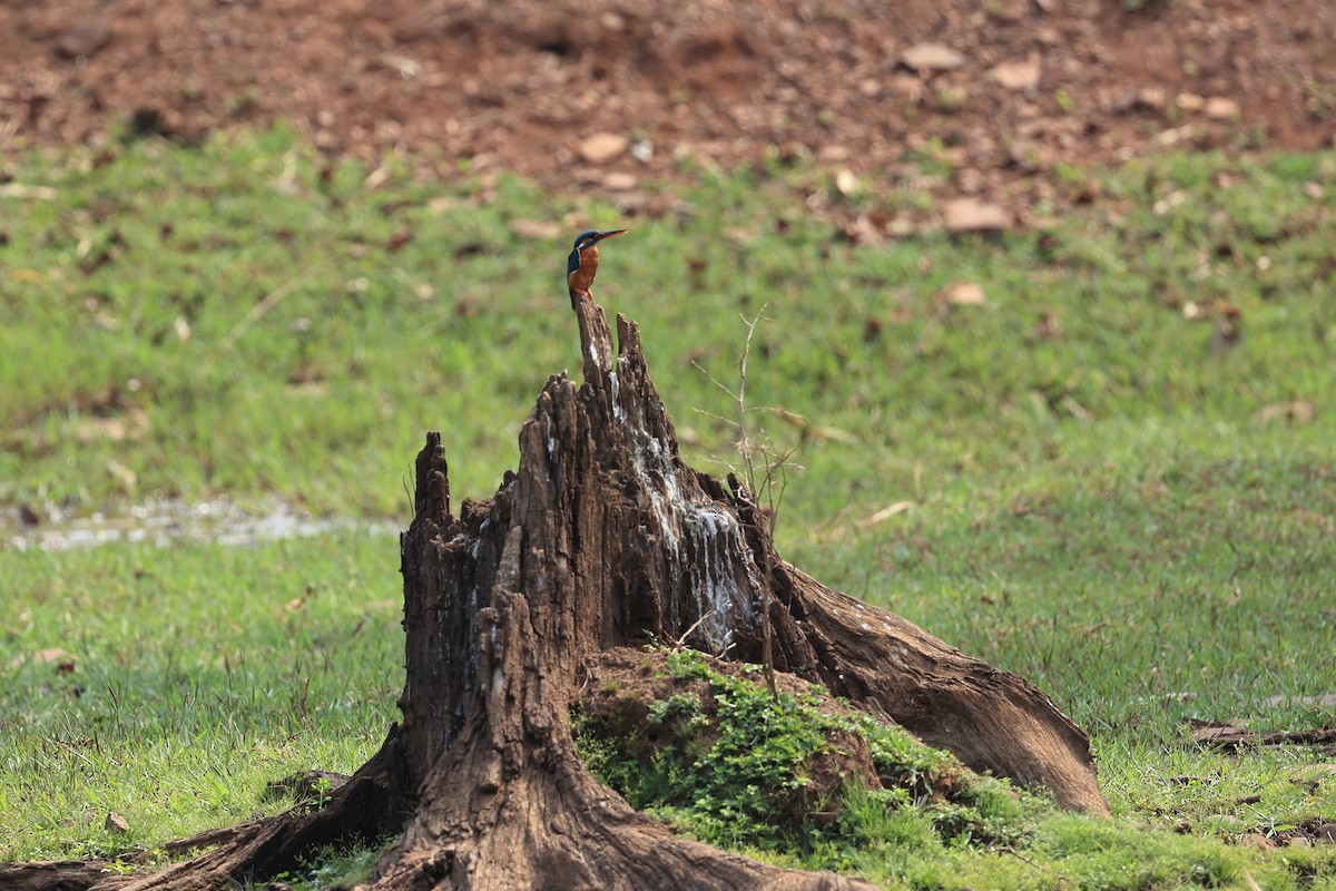Common Kingfisher - Abhishek Shroti