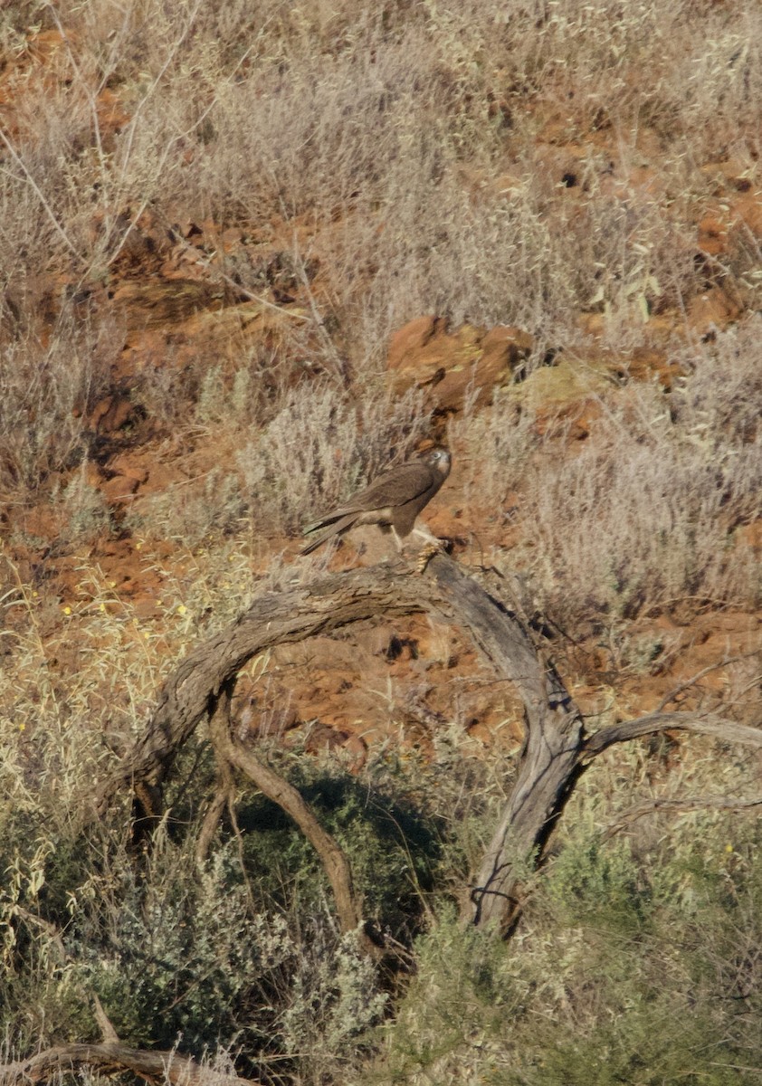 Brown Falcon - Yvonne van Netten