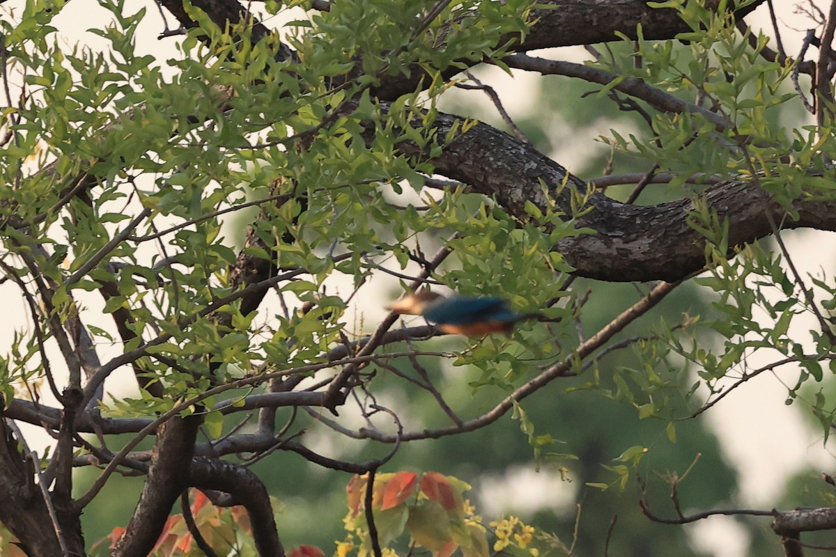 Stork-billed Kingfisher - Abhishek Shroti