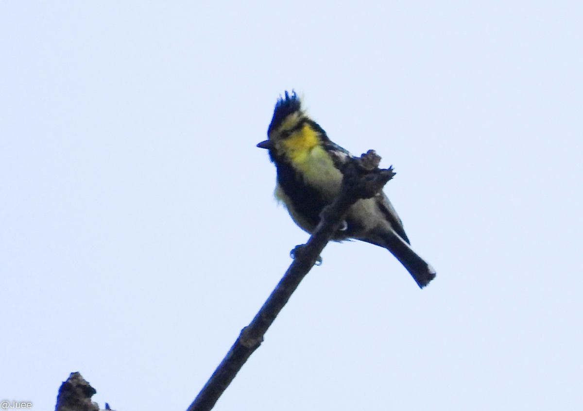 Yellow-cheeked Tit - ML619519900