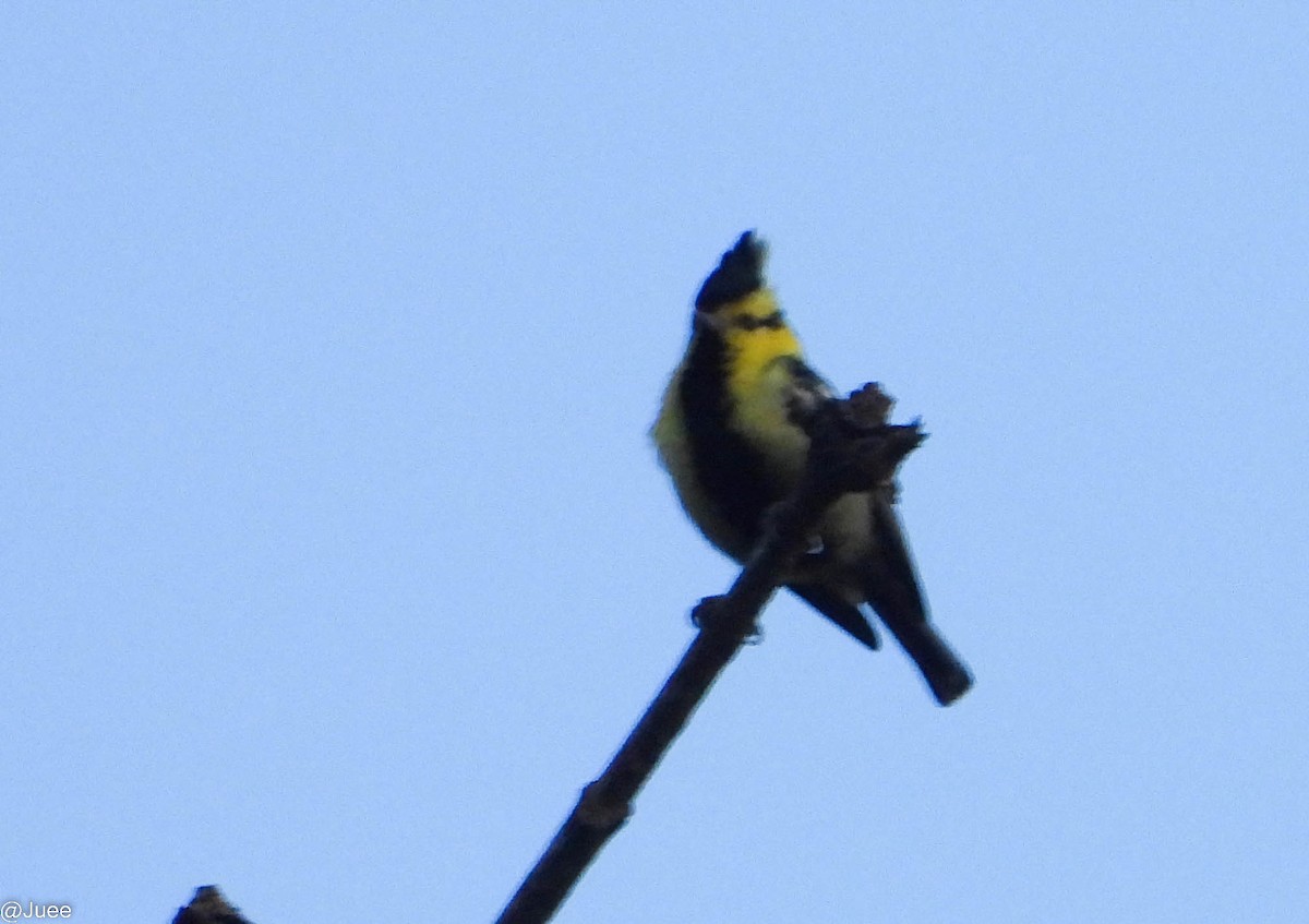 Yellow-cheeked Tit - juee khopkar