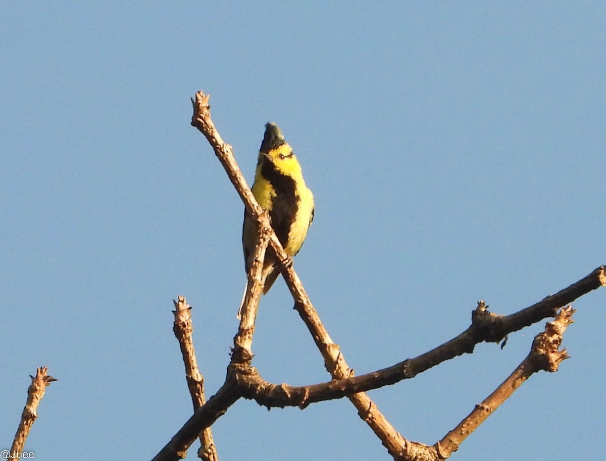 Yellow-cheeked Tit - juee khopkar