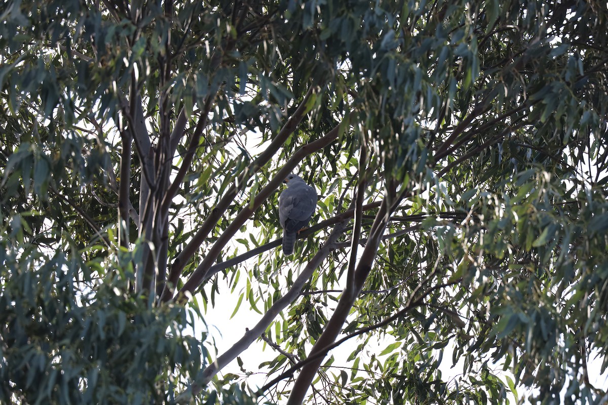 Gray Goshawk - ML619519916