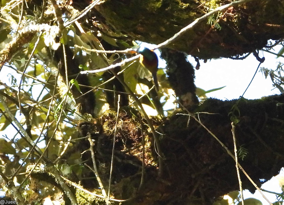 Green-tailed Sunbird - juee khopkar