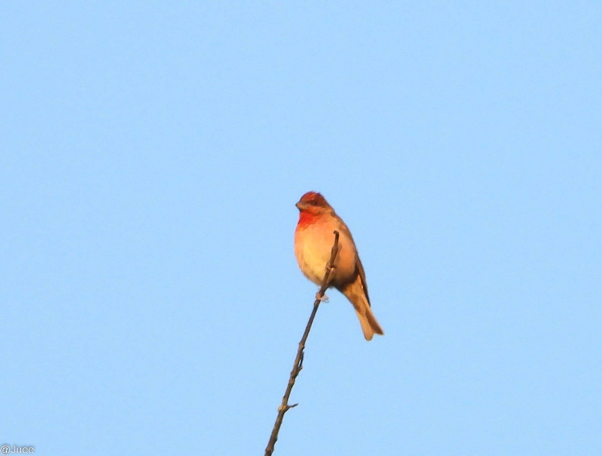 Common Rosefinch - juee khopkar