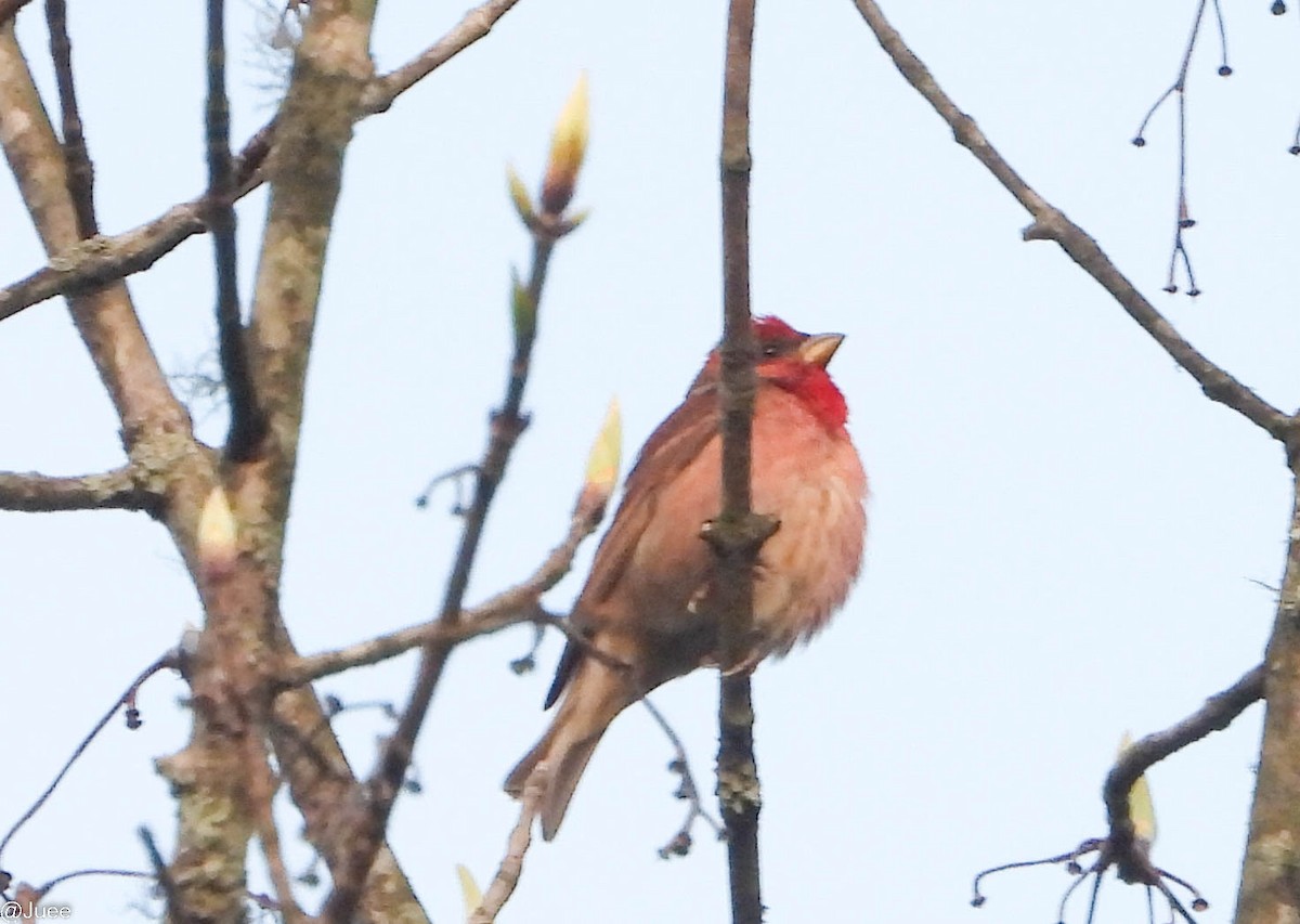 Common Rosefinch - juee khopkar