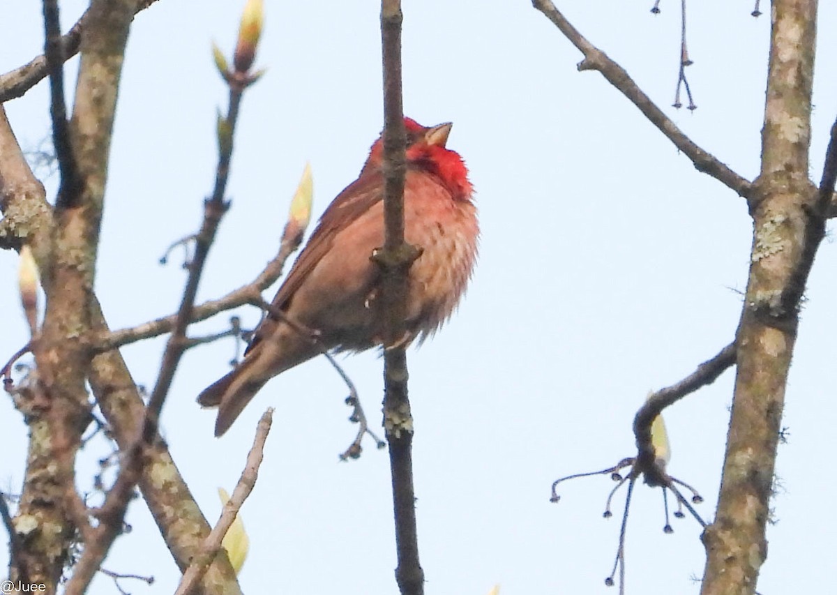 Common Rosefinch - juee khopkar