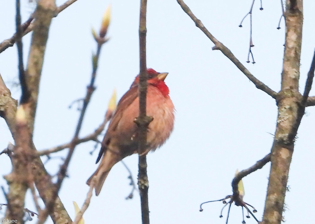 Common Rosefinch - juee khopkar