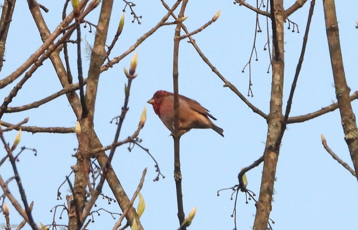Common Rosefinch - juee khopkar