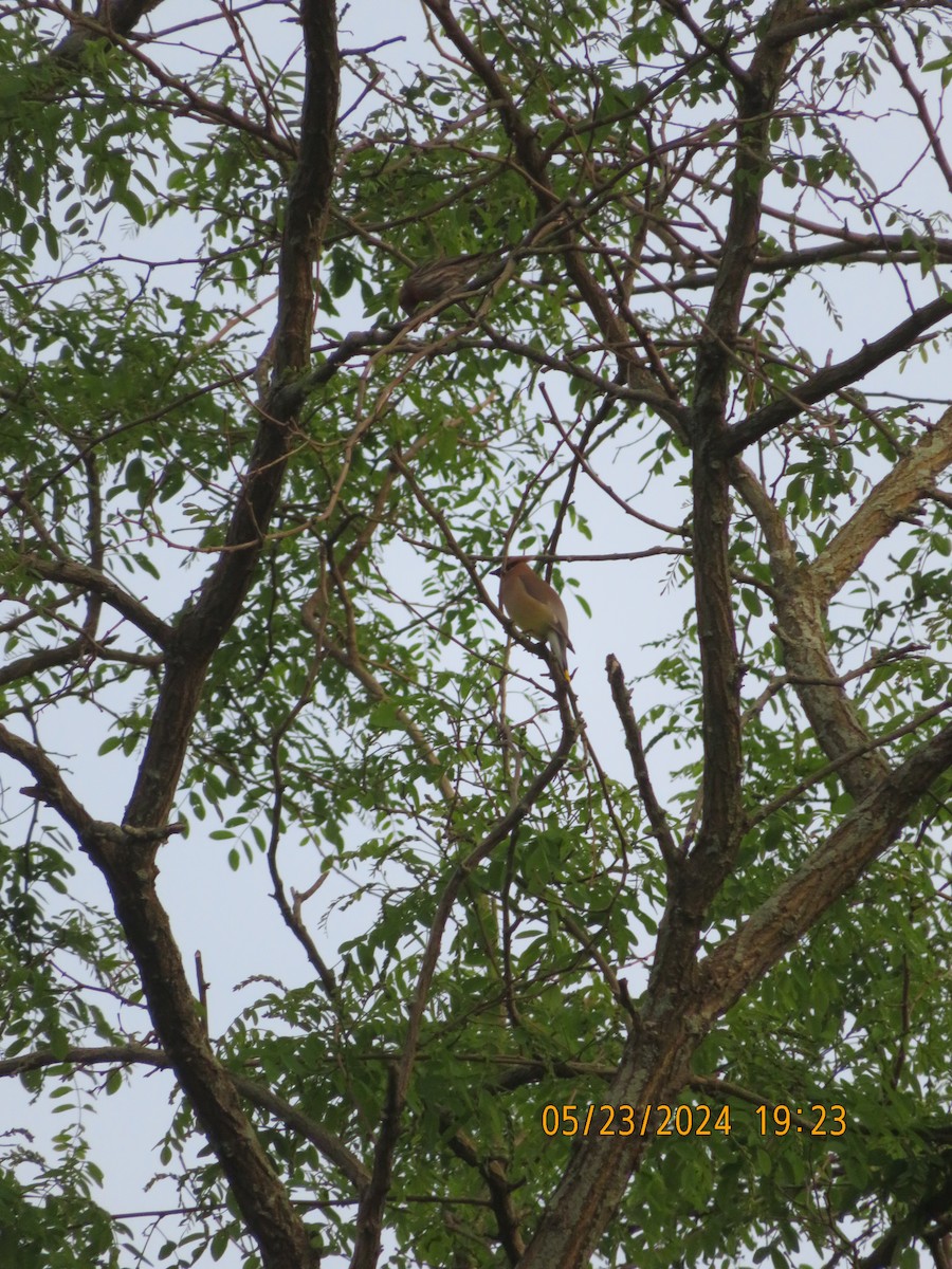 Cedar Waxwing - ML619519952