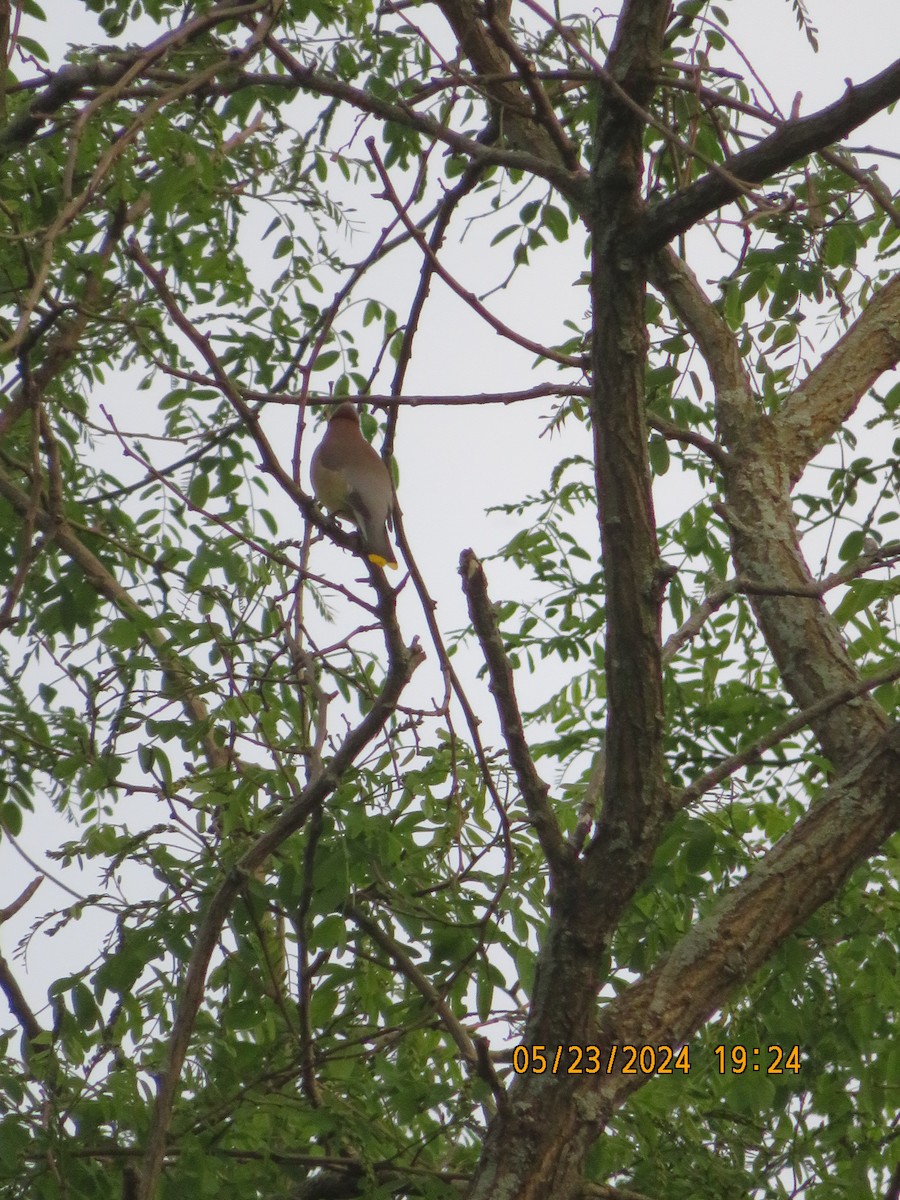 Cedar Waxwing - ML619519954