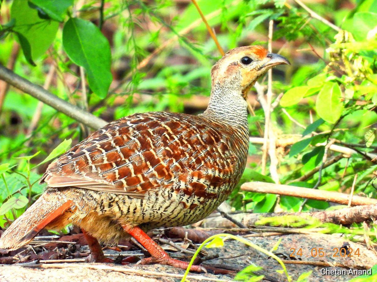 Gray Francolin - ML619519955