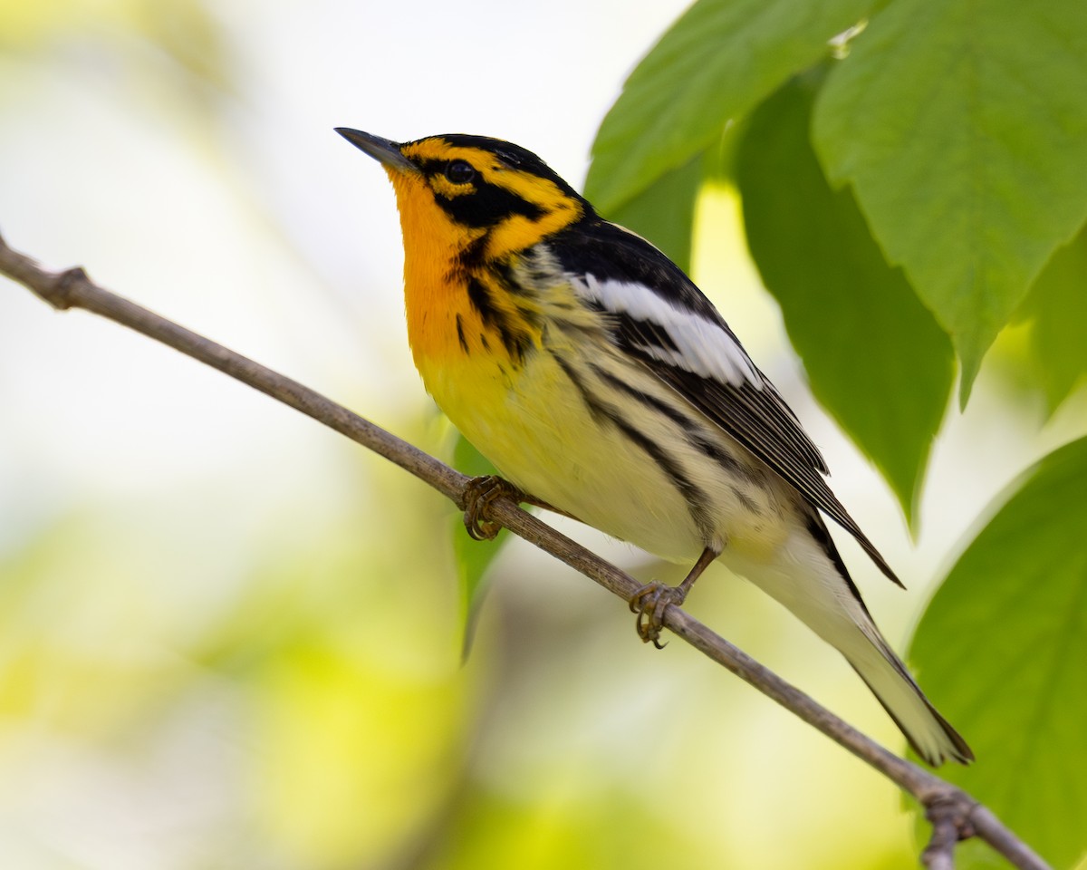 Blackburnian Warbler - Varun Sharma