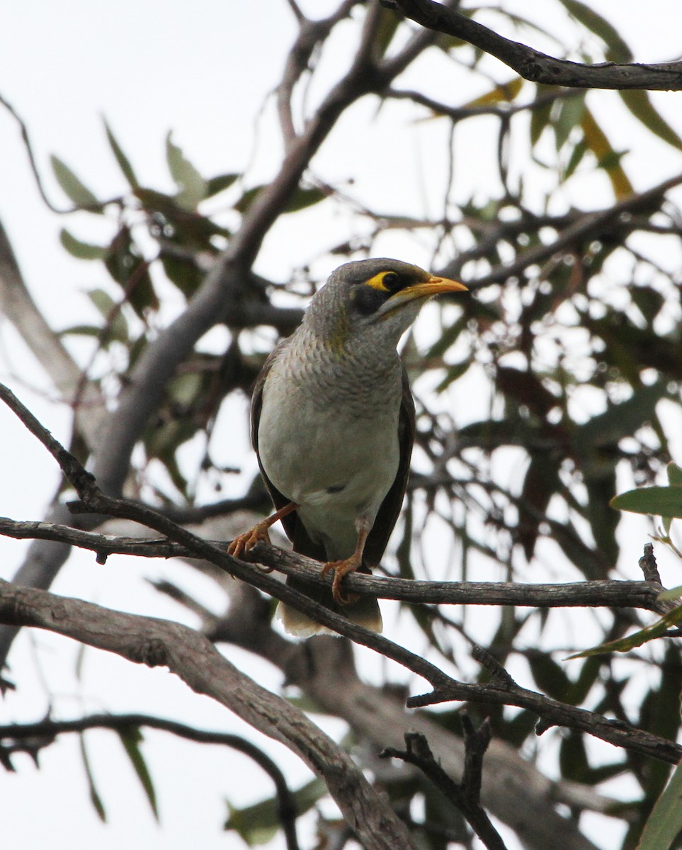 Yellow-throated Miner - Mel Mitchell