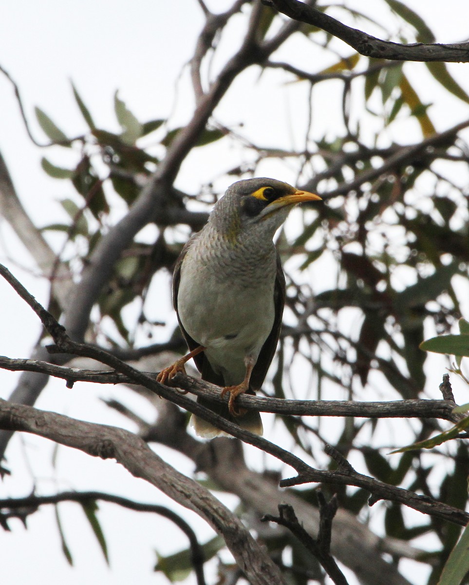 Yellow-throated Miner - ML619519958