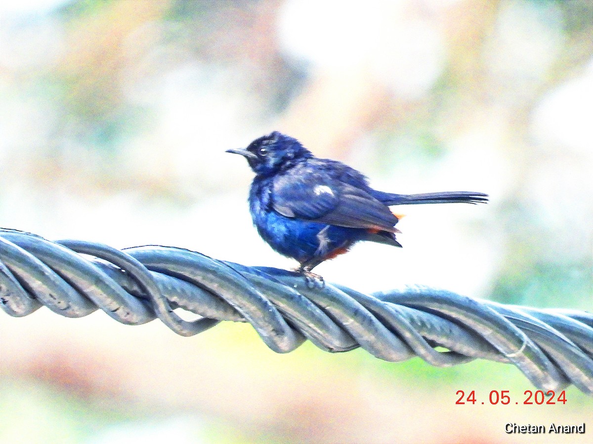 Indian Robin - Chetan Anand