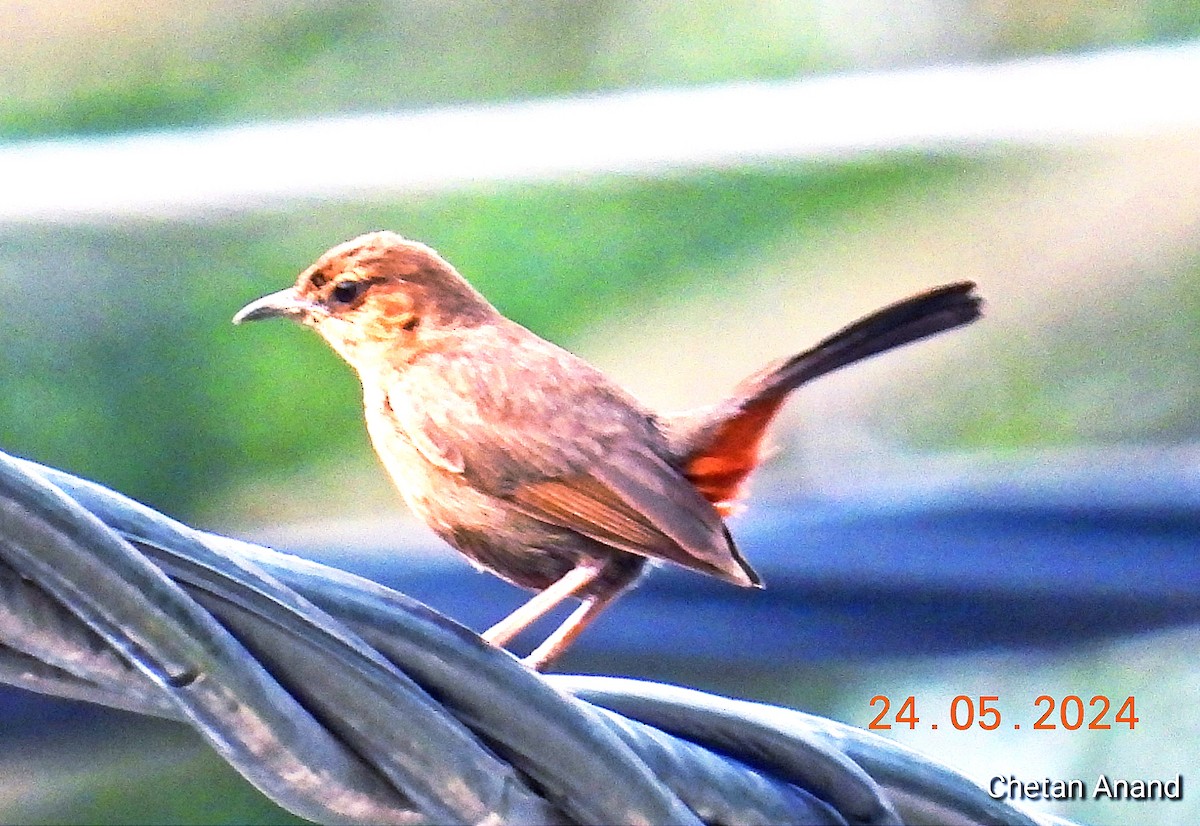 Indian Robin - ML619519961