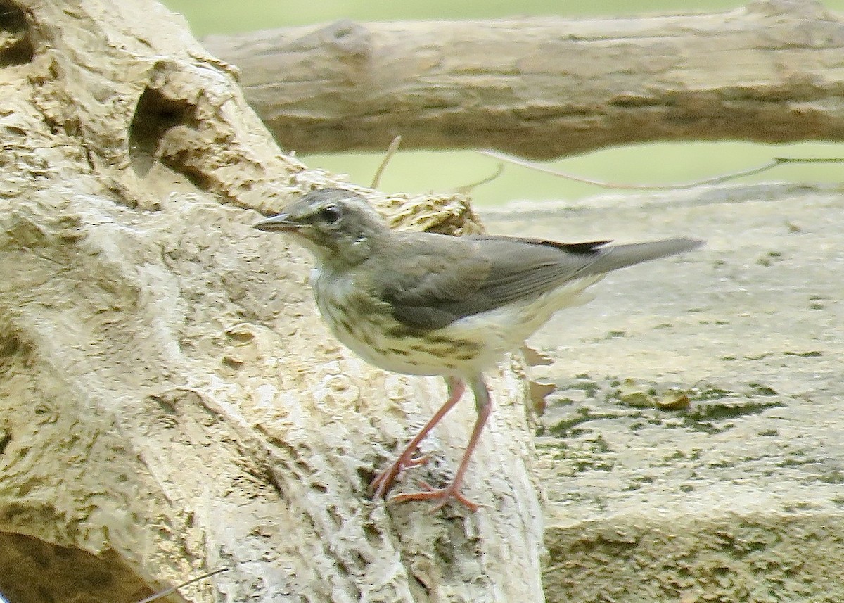 Louisiana Waterthrush - Cherrie Sneed