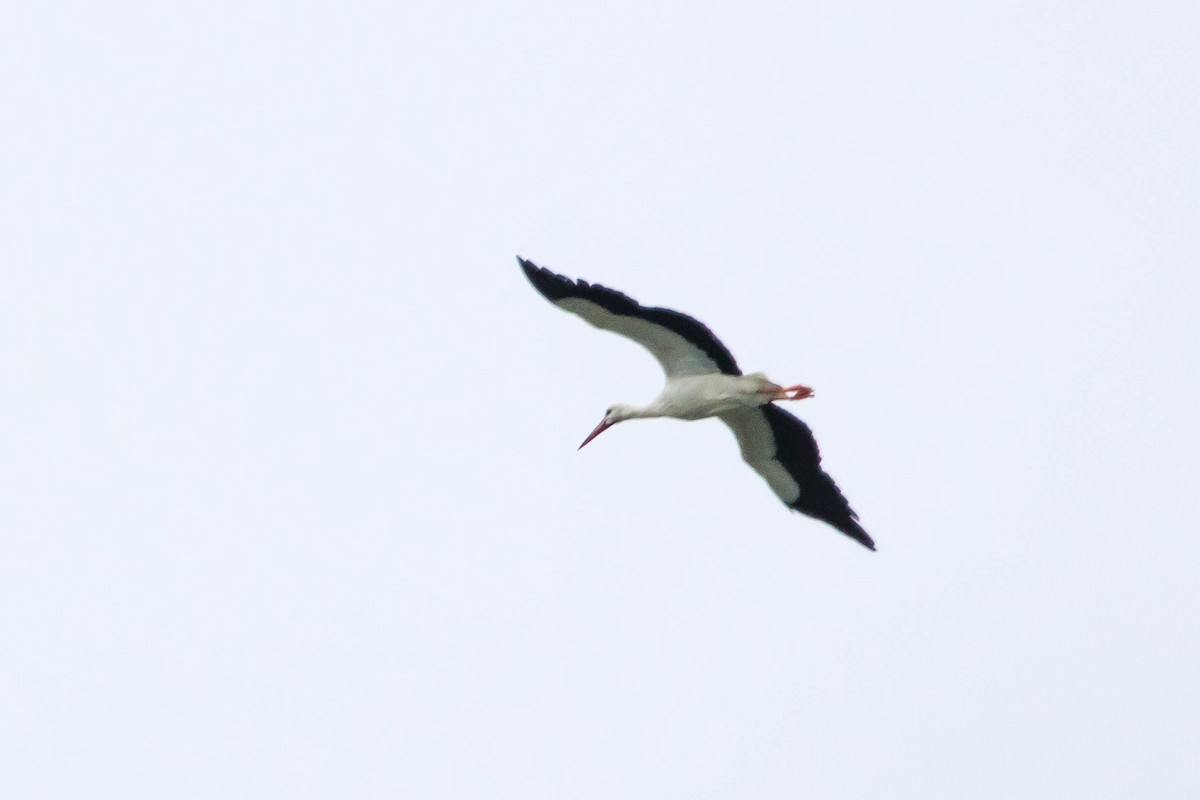 White Stork - Michael Hooper