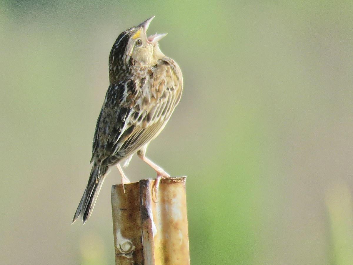 Grasshopper Sparrow - Cherrie Sneed