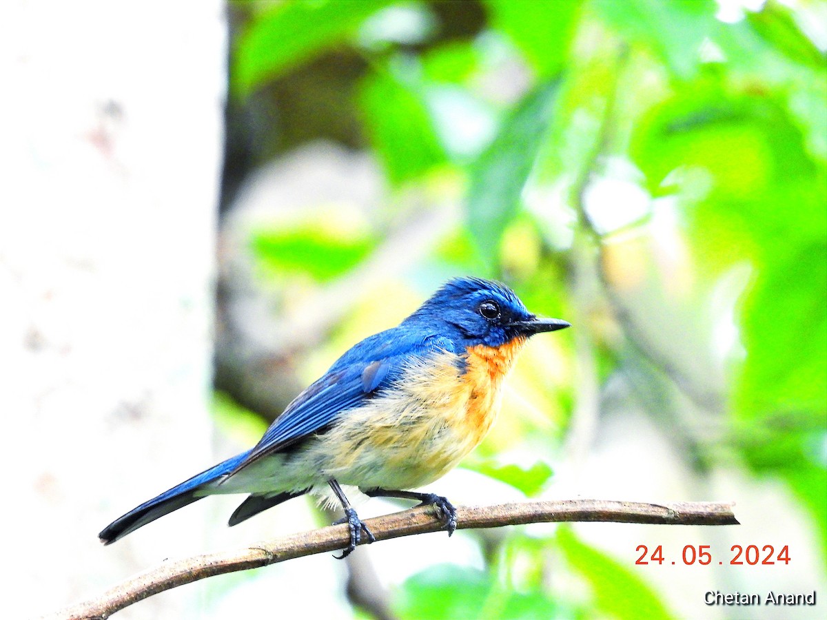 Tickell's Blue Flycatcher - ML619519981