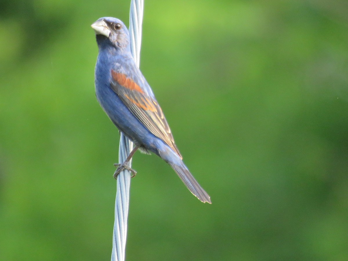 Blue Grosbeak - ML619519982