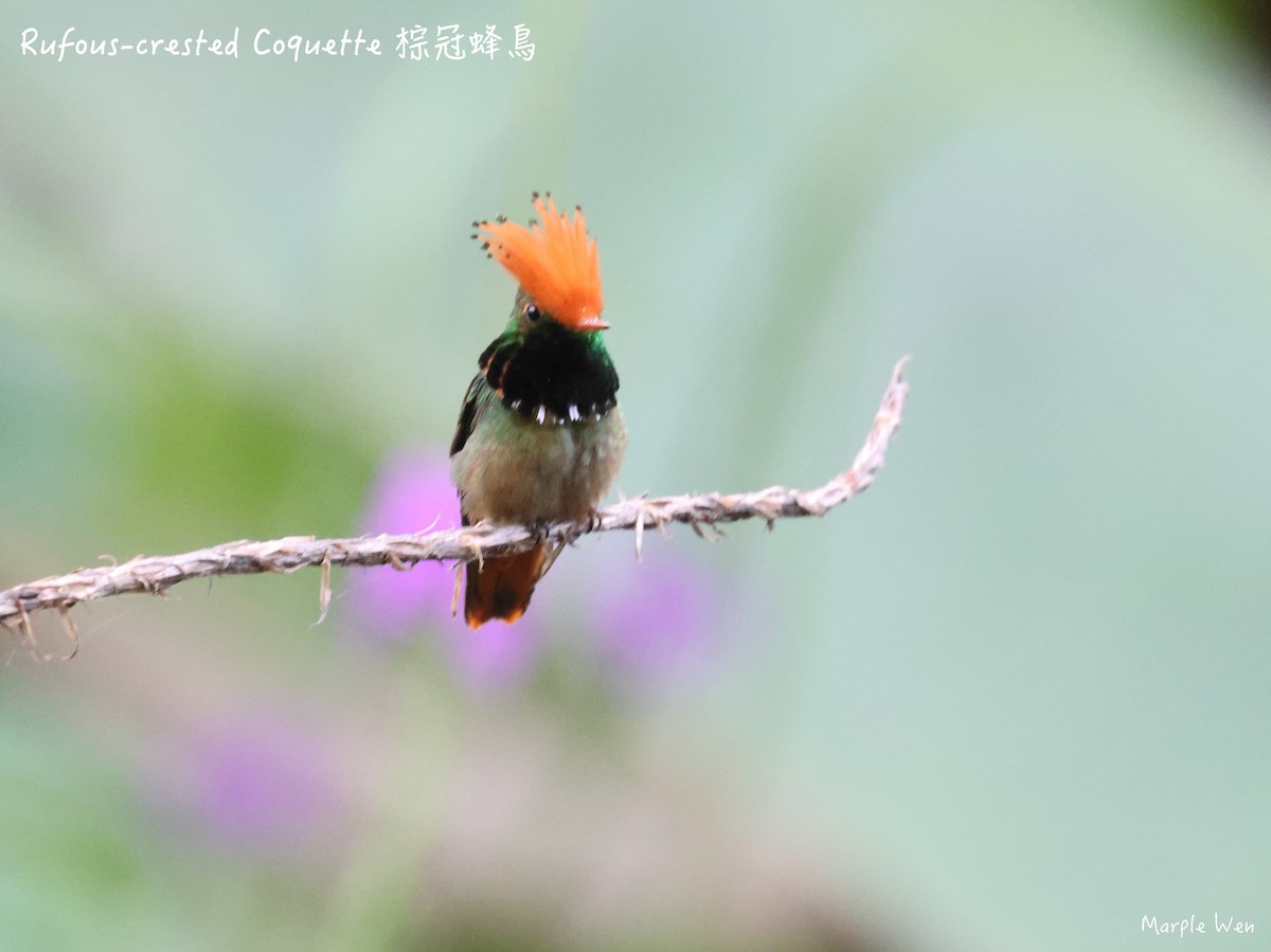 Rufous-crested Coquette - Hsiaohui Wen