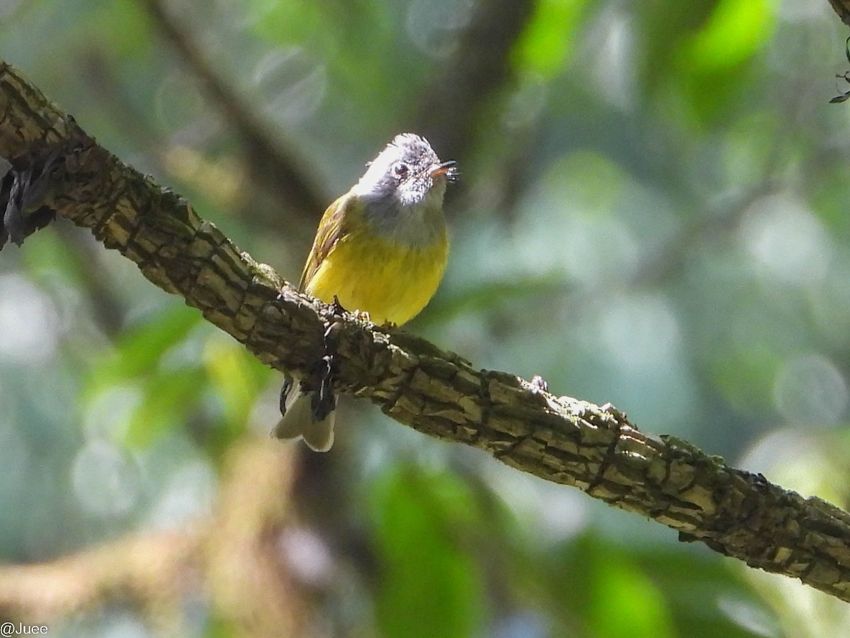 Gray-headed Canary-Flycatcher - juee khopkar