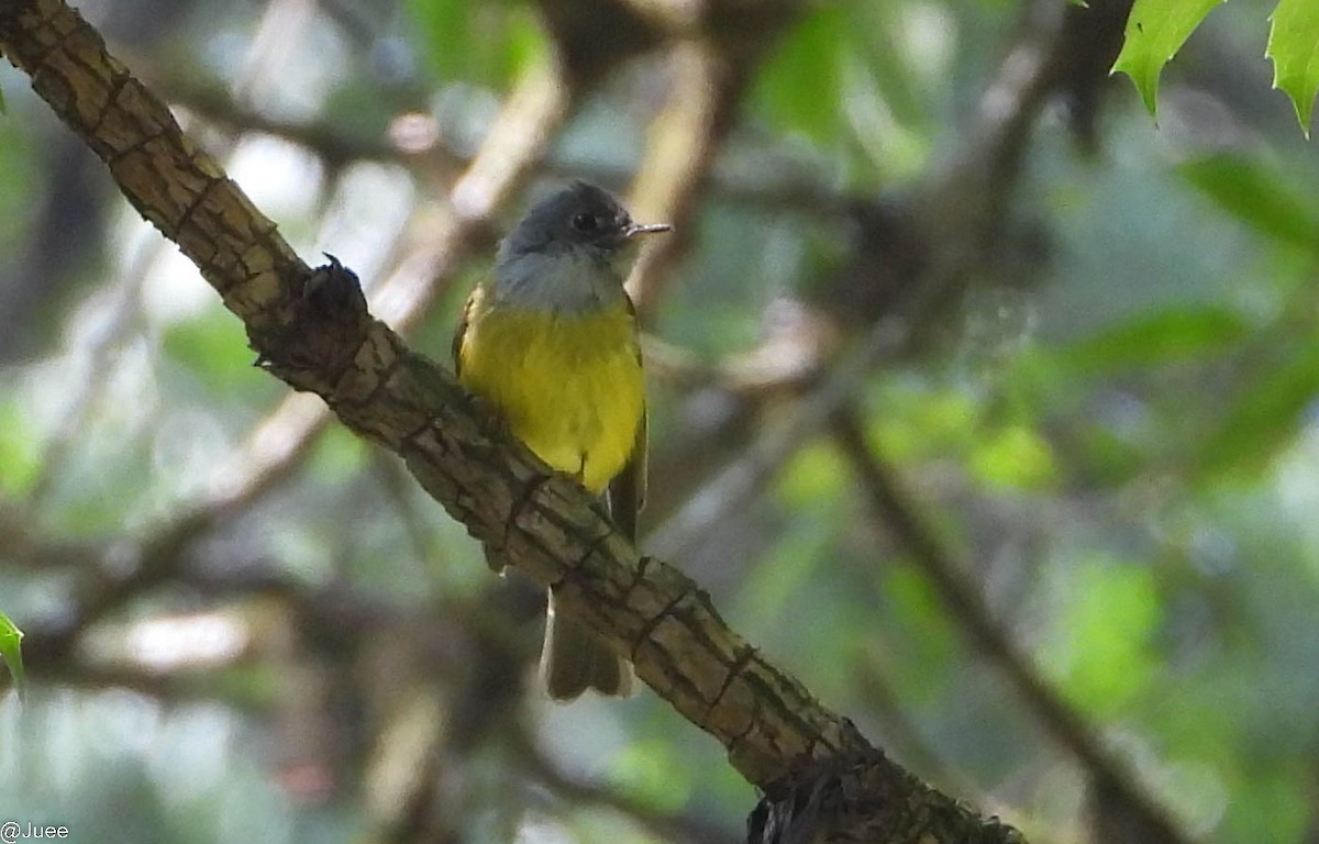 Gray-headed Canary-Flycatcher - juee khopkar