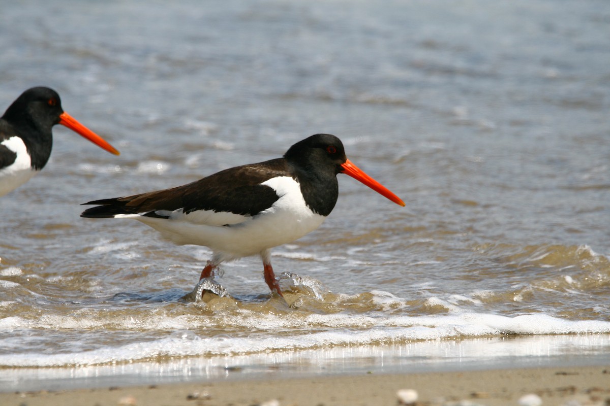 Eurasian Oystercatcher - Elan Federico Zucchetti