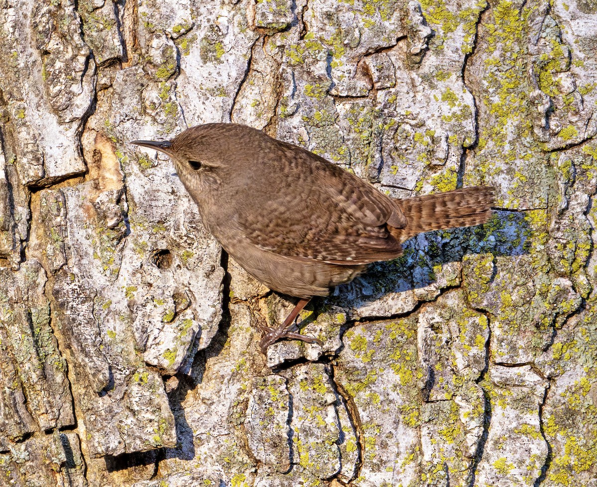 House Wren - Greg Courtney