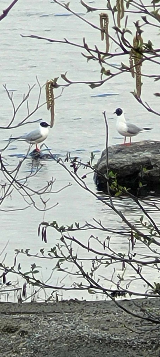 Bonaparte's Gull - Ricard Fannie