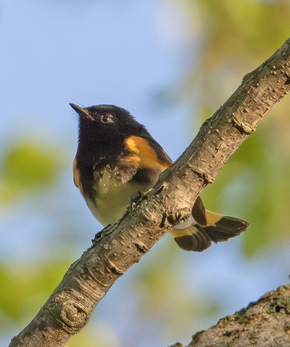 American Redstart - Greg Courtney