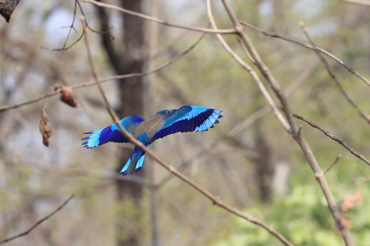 Indian Roller - Abhishek Shroti