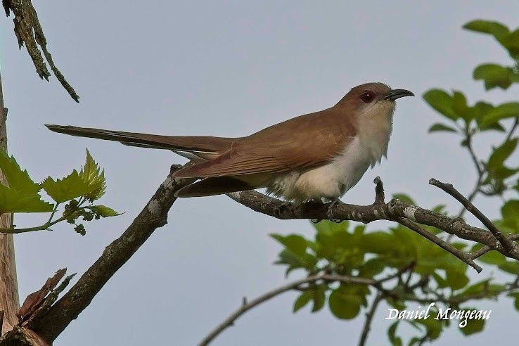 Black-billed Cuckoo - ML619520013