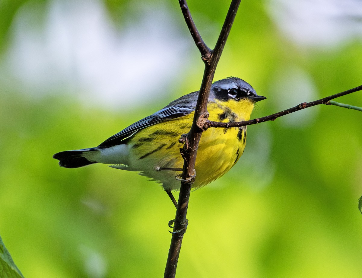 Magnolia Warbler - Greg Courtney