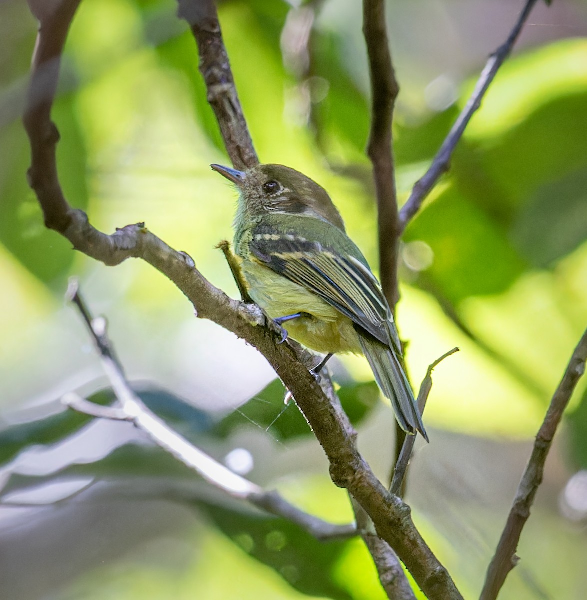 Sepia-capped Flycatcher - Fernanda Fernandex