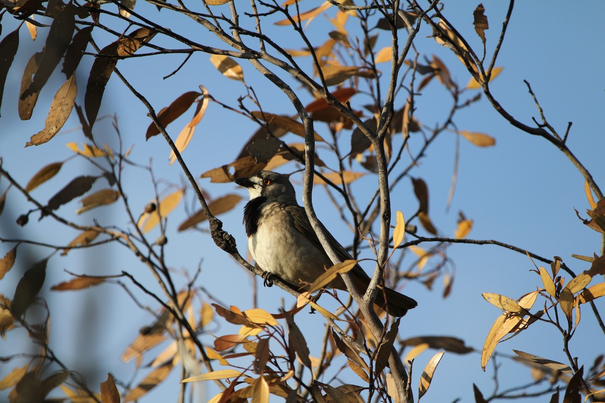 Crested Bellbird - Mel Mitchell