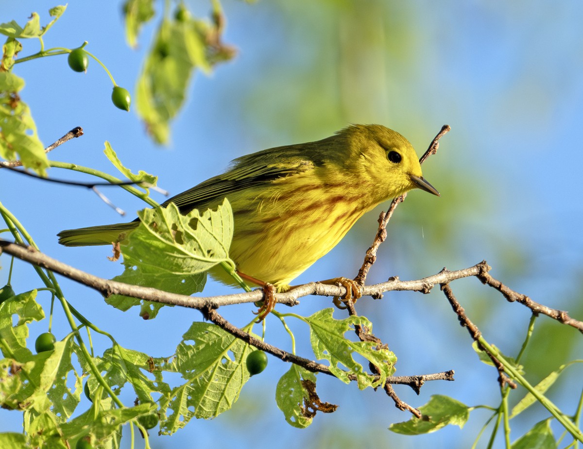 Yellow Warbler - Greg Courtney