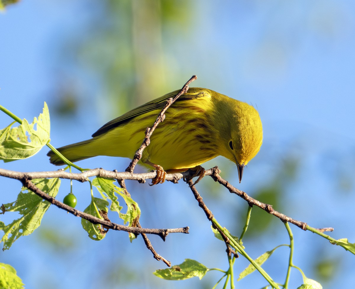 Yellow Warbler - Greg Courtney