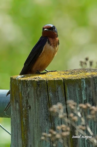 Barn Swallow - Joël Coutu