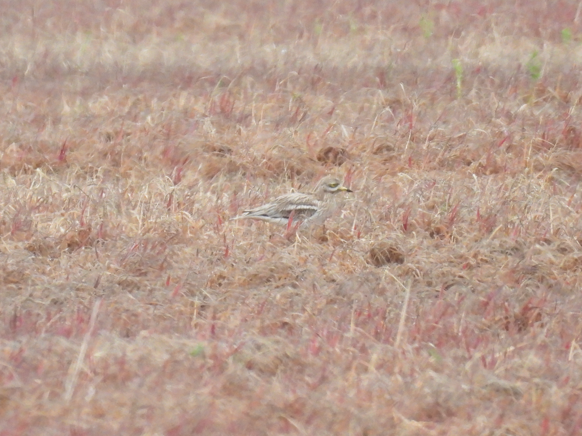 Eurasian Thick-knee - ML619520033