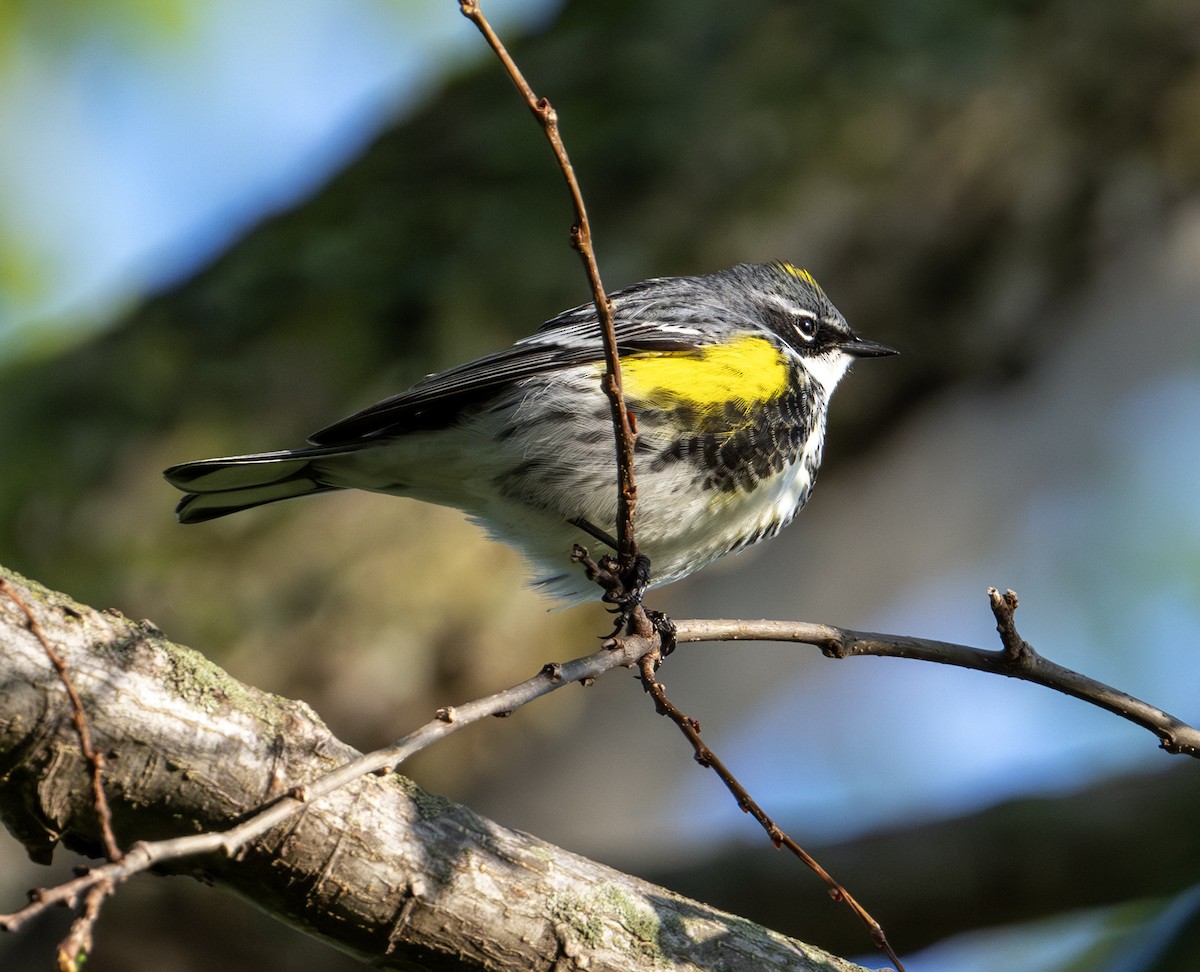 Yellow-rumped Warbler - Greg Courtney