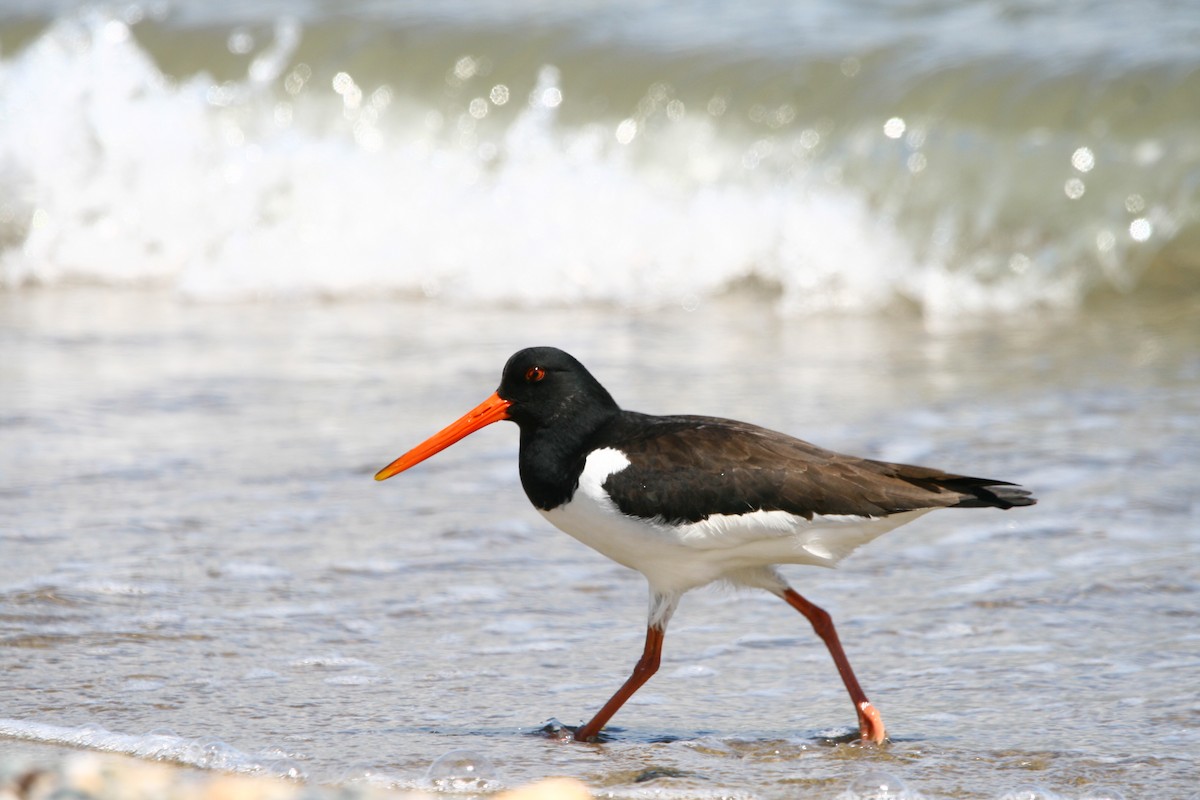 Eurasian Oystercatcher - Elan Federico Zucchetti