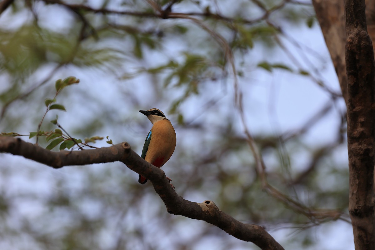 Indian Pitta - Abhishek Shroti