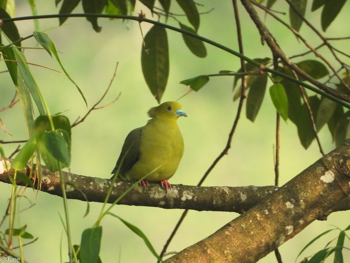 Wedge-tailed Green-Pigeon - ML619520049