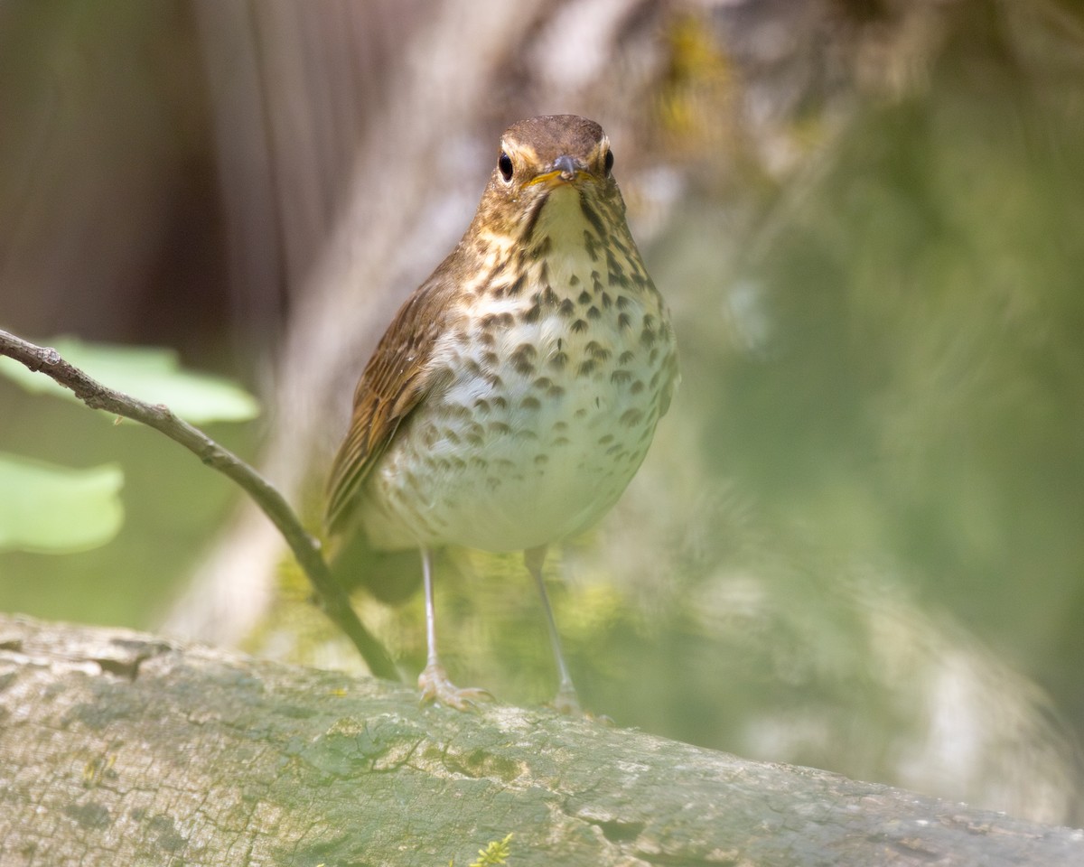 Swainson's Thrush - Varun Sharma