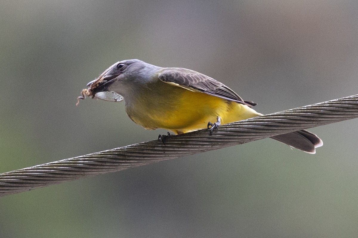 Tropical Kingbird - Lutz Duerselen