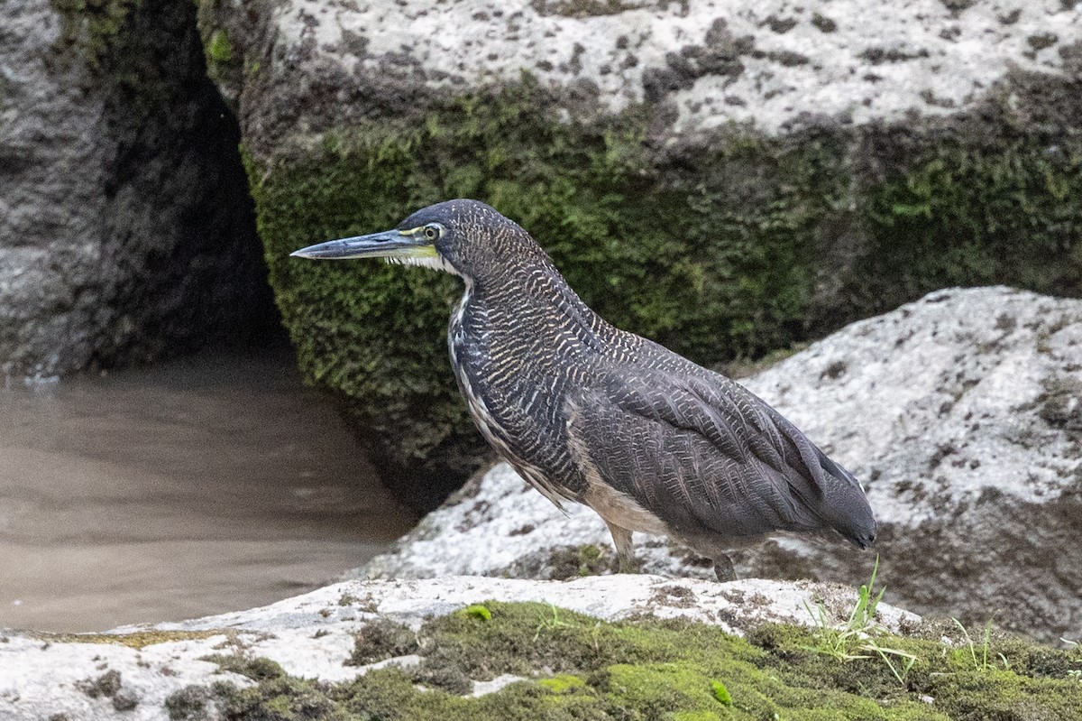 Fasciated Tiger-Heron - ML619520057