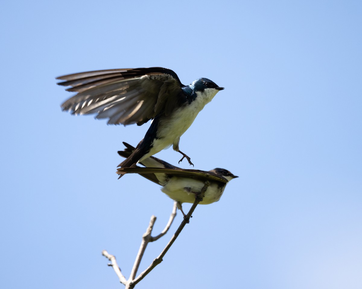 Tree Swallow - Varun Sharma